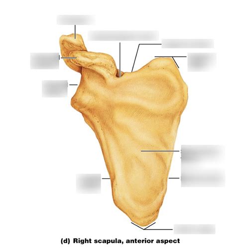 Right Scapula Anterior Aspect Diagram Quizlet