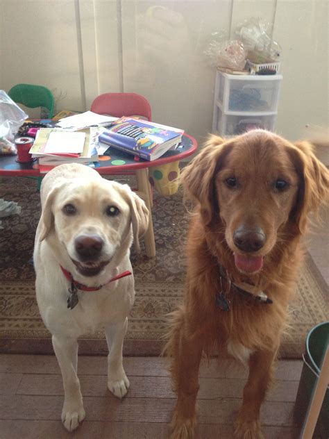 Yellow Lab Golden Retriever Such Nice Dogs Golden Retriever