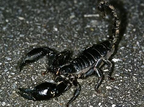 Desert Scorpion | The Animal Facts | Appearance, Diet, Habitat, Behavior