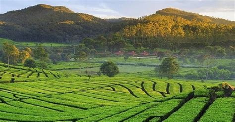 6 Destinasi Agrowisata Di Indonesia Agritourism Mana Saja PT