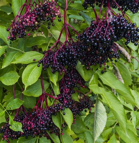 American Elderberry Bush 2 Pack Sambucus Canadensis - Etsy