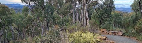 Black Mountain Summit Walk, Australian Capital Territory, Australia ...