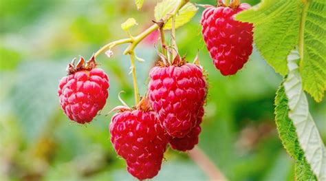 21 Best Raspberry Varieties For Home Gardens