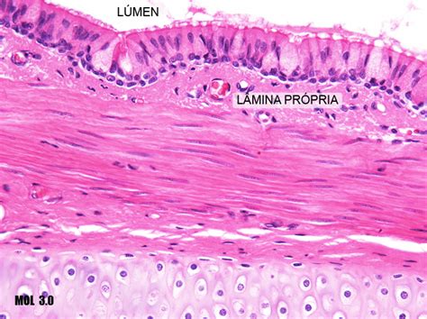 Histologia Sistema Respiratorio Images