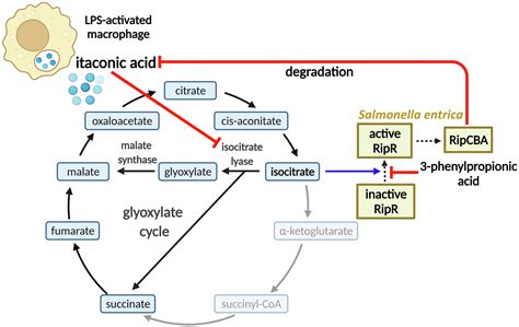 Isocitrate Binds To The Itaconic Acidresponsive Lysr Type