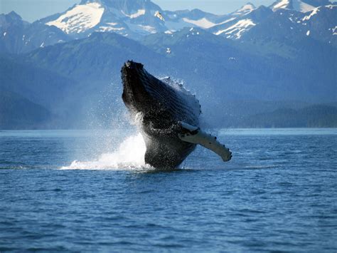 Are Humpback Whales Still Endangered?