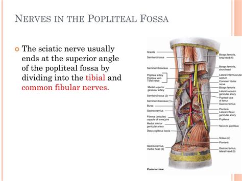 Popliteal Fossa Nerves