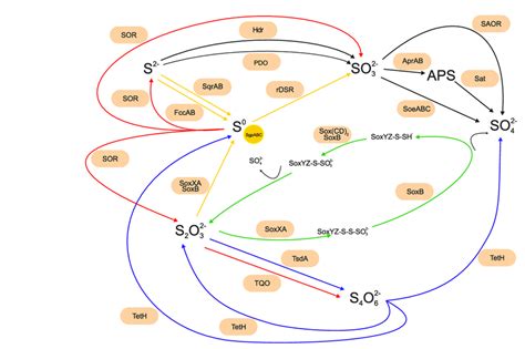 Simplified overview of the main sulfur oxidation pathways of reduced ...