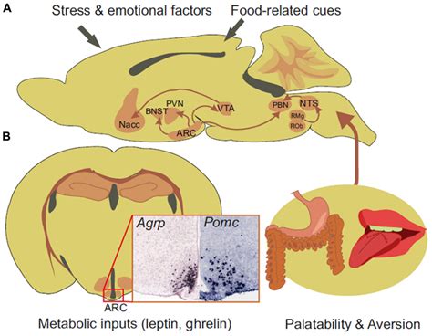 Frontiers Arcuate Agrp Neurons And The Regulation Of Energy Balance