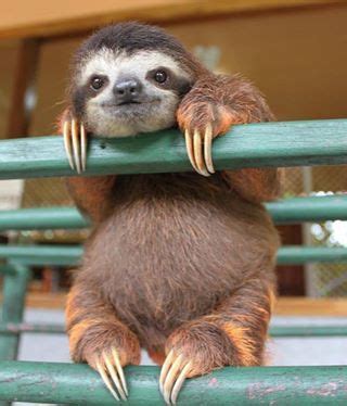 structural adaptations - Three toed sloth