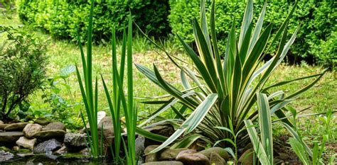 Cultiver et entretenir le yucca d extérieur avec succès pour un jardin