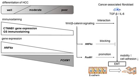 Wnt β catenin canonical pathway interacting with EMT and the TGF β IL 6