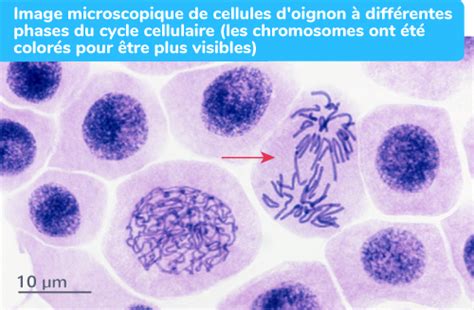 Observer Des Chromosomes Au Microscope E Exercice Sur Documents