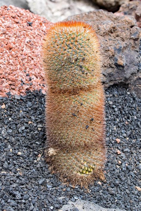 Jardin De Cactus Lanzarote Foto Gratis En Pixabay Pixabay