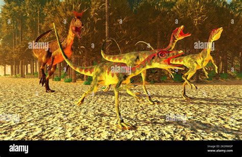 Compsognathus Longipes Fotos Und Bildmaterial In Hoher Aufl Sung Alamy