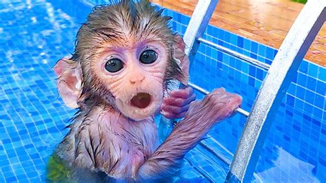 Baby Monkey Bon Bon Playing At The Pool With So Cute Puppy And Duckling