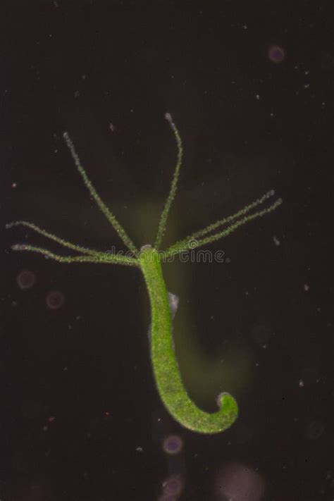 Hydra is a Genus of Small, Fresh-water Animals of the Phylum Cnidaria ...