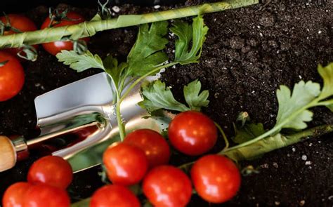 How To Plant And Grow Tomato LifeBei