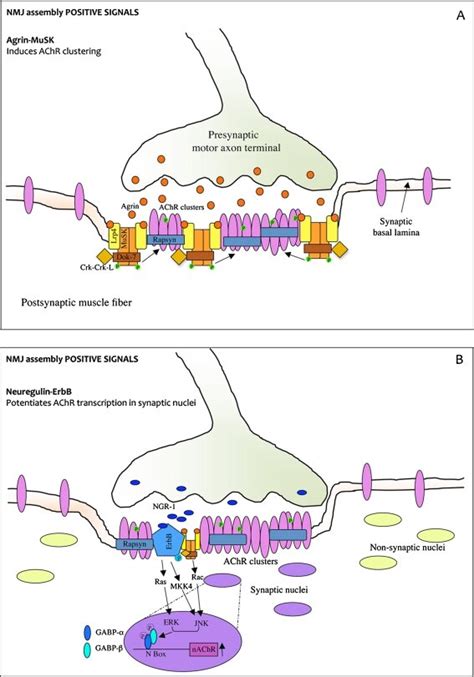 The Agrinmusklrp And Neuregulinerbb Pathways Induce Nmj Assembly