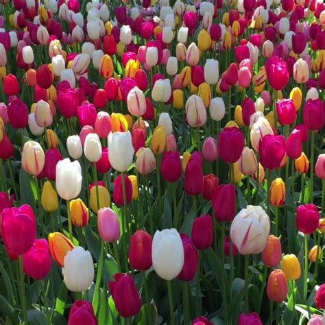 Tulip Bulk Collection – Bulbs Direct