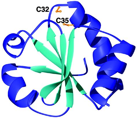 Proteomic Analysis Of Thioredoxin Targeted Proteins In Escherichia Coli