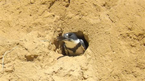 Belted Kingfisher Nest - All About Its Home - Bird Baron