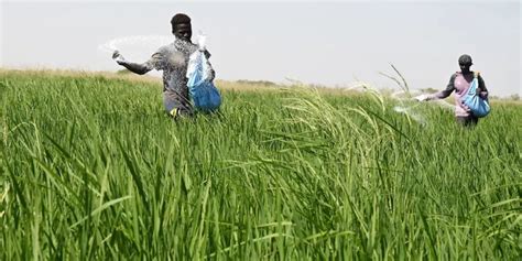 Con la soberanía alimentaria aumenta la seguridad alimentaria Revista