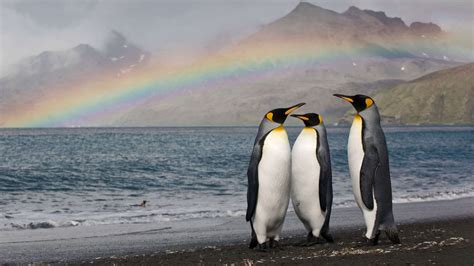 X Penguins Laptop Full Hd P Hd K Wallpapers Images