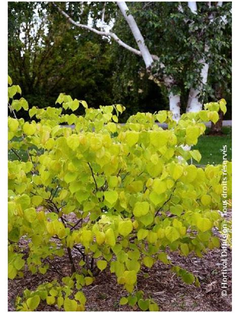 Cercis Canadensis Hearts Of Gold Gainier Du Canada