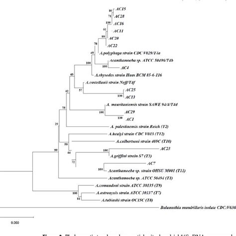 Phylogenetic Tree Based On Partial Mitochondrial 16S RDNA Sequences By