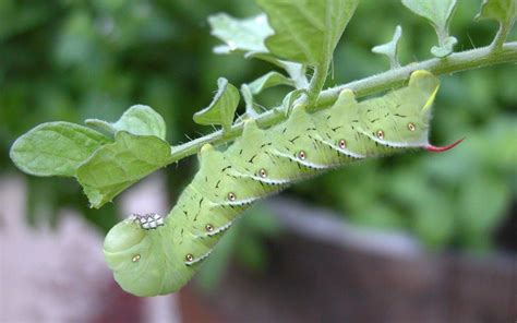 Tobacco hornworm caterpillar (Manduca sexta)