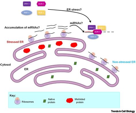 ERASing Endoplasmic Reticulum Stress The Faster The Better Trends In