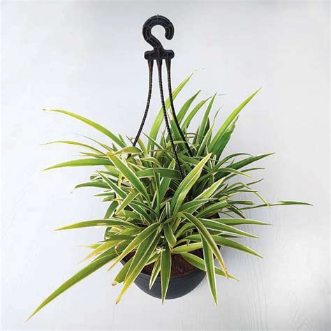 Buy Chlorophytum Spider Plant Hanging Basket Plant Online From Nurserylive At Lowest Price