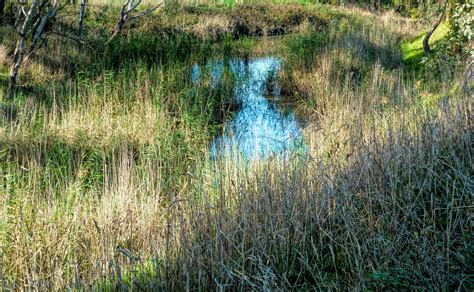 Stream Grass Meadow Free Photo On Pixabay Pixabay