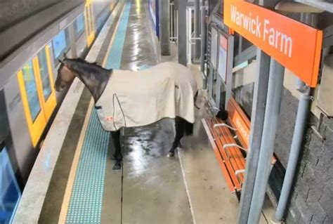 Cavalo Causa Correria Ao Invadir Esta O De Trem V Deo