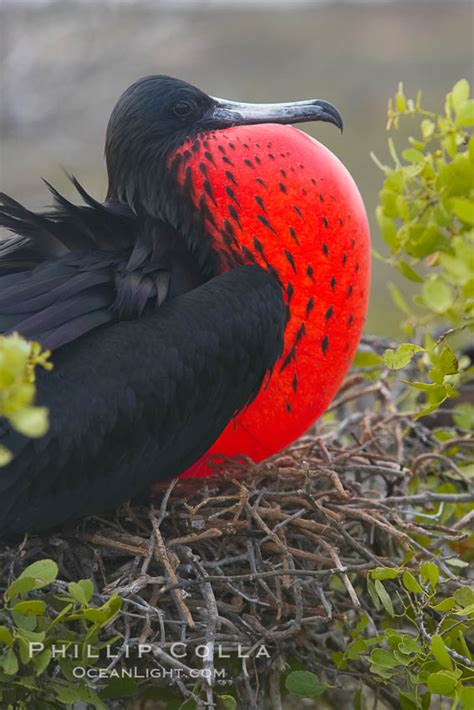 Magnificent Frigatebird Fregata Magnificens Photo North Seymour