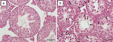 Histological Structure Of Mouse Testis As Assessed In Paraffin