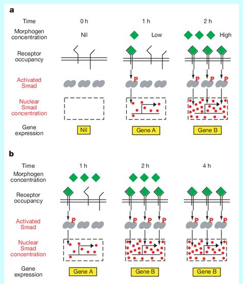 Concepts Of Morphogen Gradient Interpretation A Morphogen Download Scientific Diagram