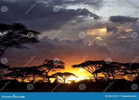 Sunset In African Savanna Stock Image - Image: 22612231