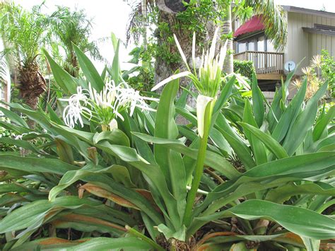 Crinum lily, Crinum asiaticum | Outside plants, Tropical landscaping ...