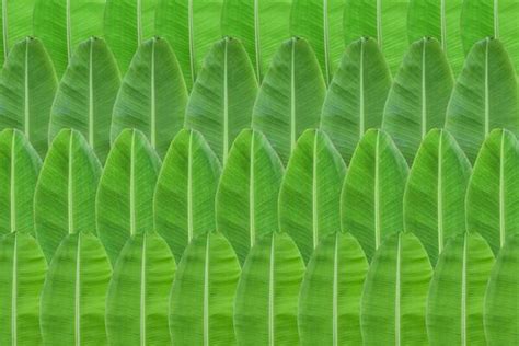 Banana Leaf Background Stock Photos, Images and Backgrounds for Free Download