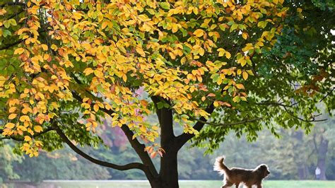 Warum Wedeln Hunde Eigentlich Mit Dem Schwanz