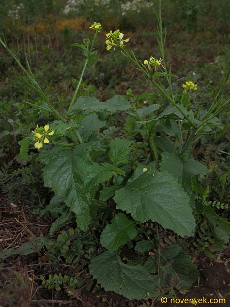 Image Collection Of Wild Vascular Plants Sinapis Arvensis