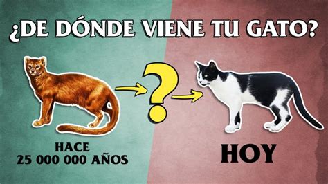 Explorando La Evolución Del Gato Moderno Orígenes Y Transformación Felina