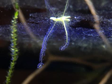 Duck weed: Lights above me? (heavy breathing) : Aquariums