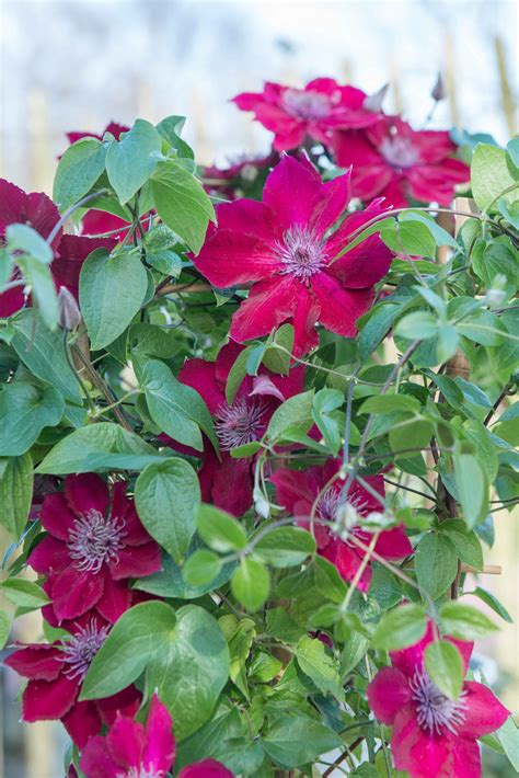 Inspiration Clematis Boulevard Nubia Ifellinlovewithacleamtis