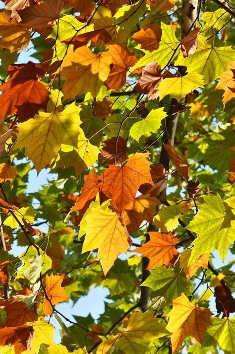 Colorful Platanus Leaves in Fall Stock Photo - Image of background ...