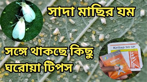 সদ মছ white fly সদ মছ নয আর কনও টনশন নয how to