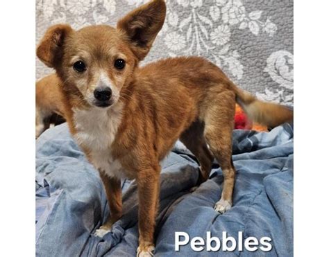 Quakertown Pa Chihuahuamixed Breed Small Meet Pebbles A Pet For