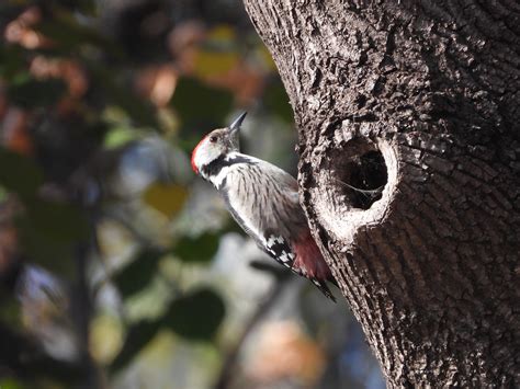 Woodpecker Bird Tree Free Photo On Pixabay Pixabay